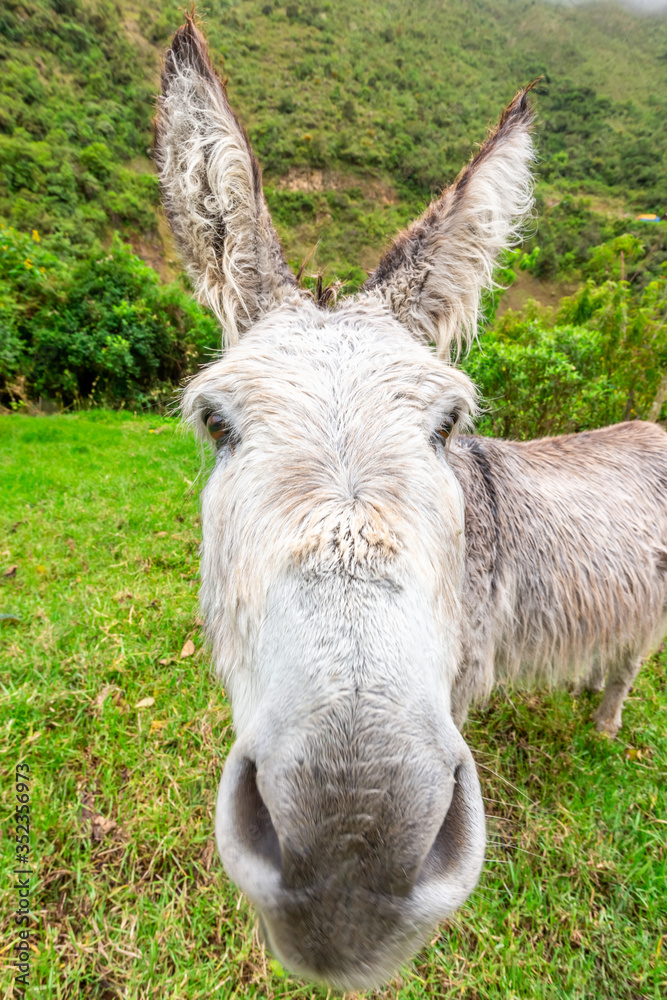 Fototapeta premium Donkey during Salkantay Trekking in Peru, South America