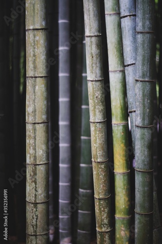 Full Frame Shot Of Bamboos Fototapeta