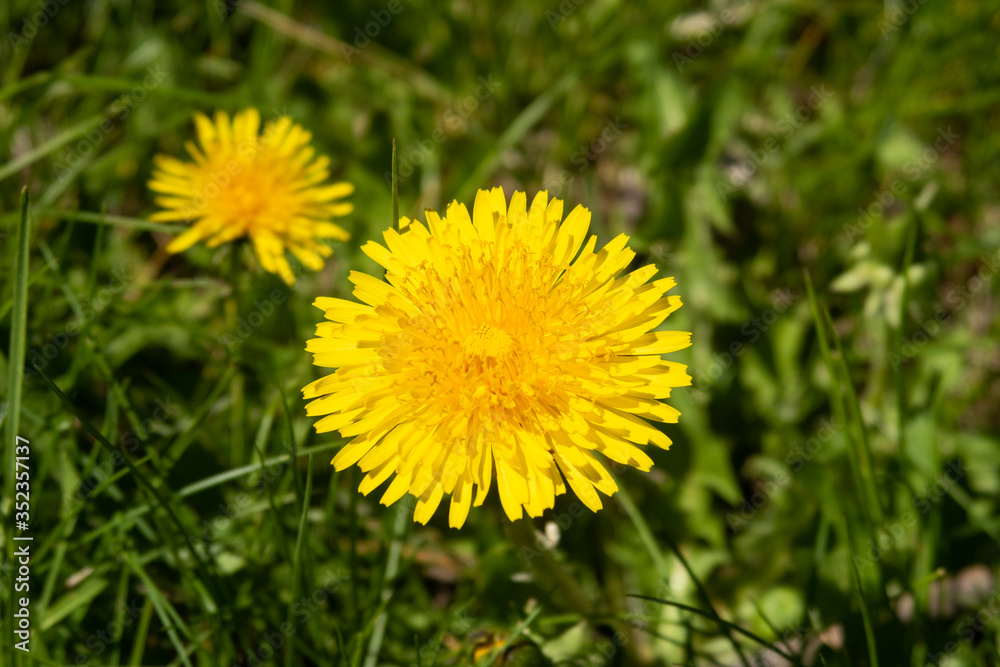 Closeup view of a dandelion flower Closeup view of a dandelion flower