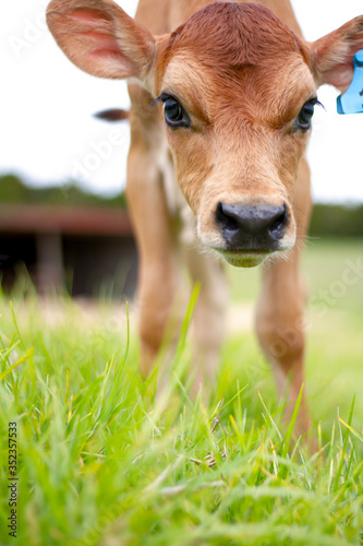 Murais de parede A young calf surrounded by lush green pastures