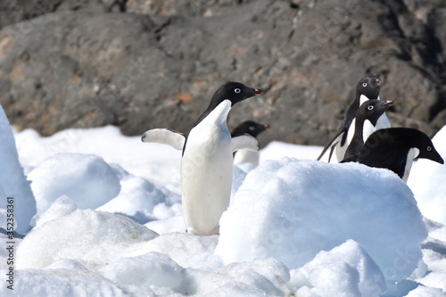 Adelie penguins  Hope Bay  Antarctica 
