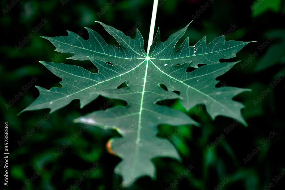 Close up background view Of the green leaves of the species planted in pots, to be propagated or sold to decorate restaurants or cafes Close up background view Of the green leaves of the species planted in pots, to be propagated or sold to decorate restaurants or cafes
