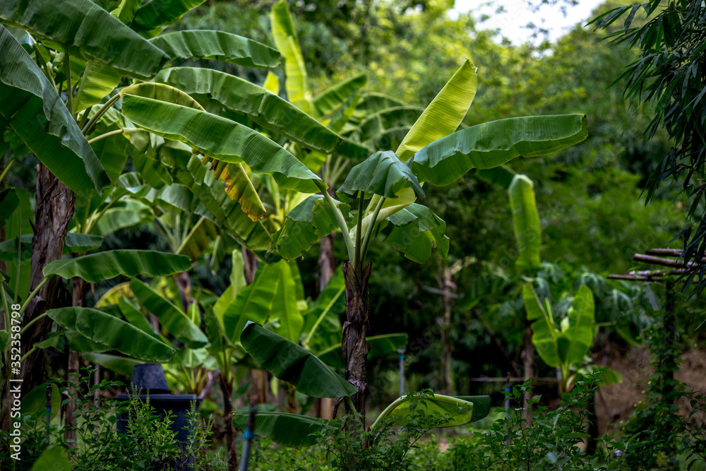 Fototapeta premium Nature background Of agricultural plant plots in the garden (bananas) is a healthy fruit, green leaves 