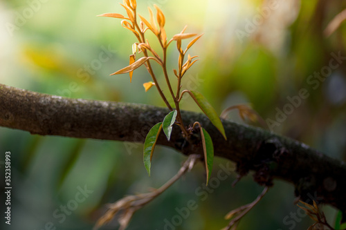 Blurred nature background Of the young leaves of the durian tree, while harvesting and decorating to re-fruiting seasonally photo