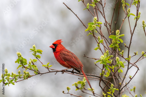 Vászonkép Northern cardinal perched on budding serviceberry tree