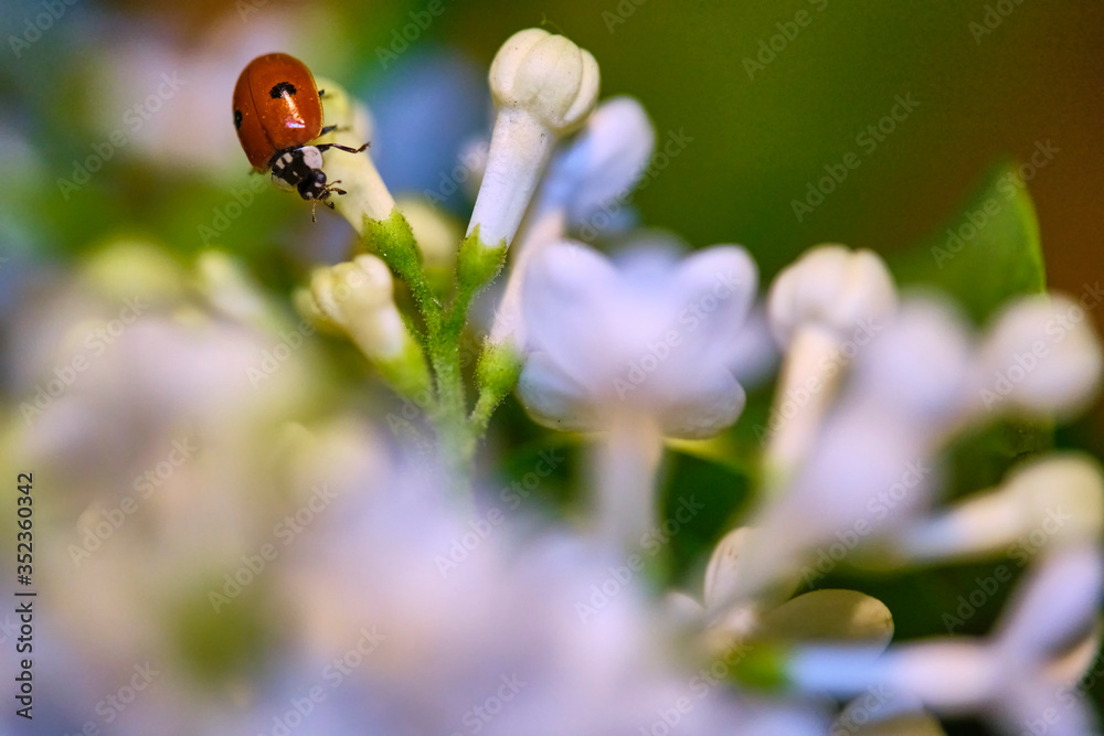 ladybug sitting on a beautiful lilac flower. low light background. lady-cow, ladybird, lady-beetle, lady-cow color ladybug sitting on a beautiful lilac flower. low light background. lady-cow, ladybird, lady-beetle, lady-cow color