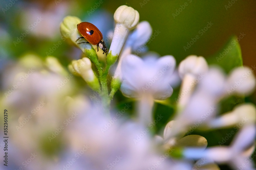 ladybug sitting on a beautiful lilac flower. low light background. lady-cow, ladybird, lady-beetle, lady-cow color ladybug sitting on a beautiful lilac flower. low light background. lady-cow, ladybird, lady-beetle, lady-cow color