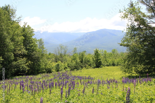 Lupines
