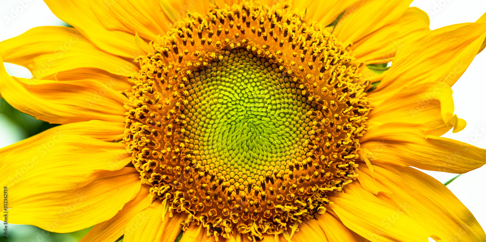 Closeup sun flower. Yellow sun flower from nature. Closeup sun flower. Yellow sun flower from nature.