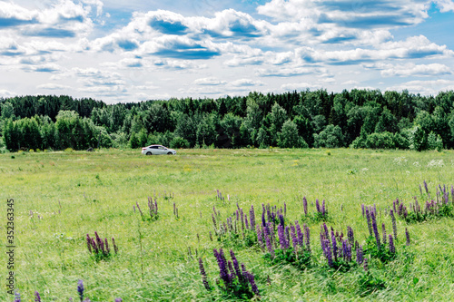 White car in a summer field with lupins