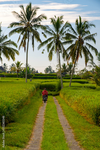 A man in red rides a motorcycle on a village road between rice fields with palm trees in the background