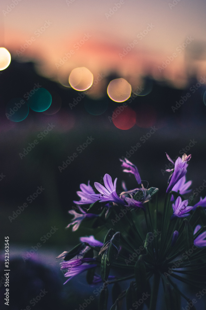 sunset with lights and flowers