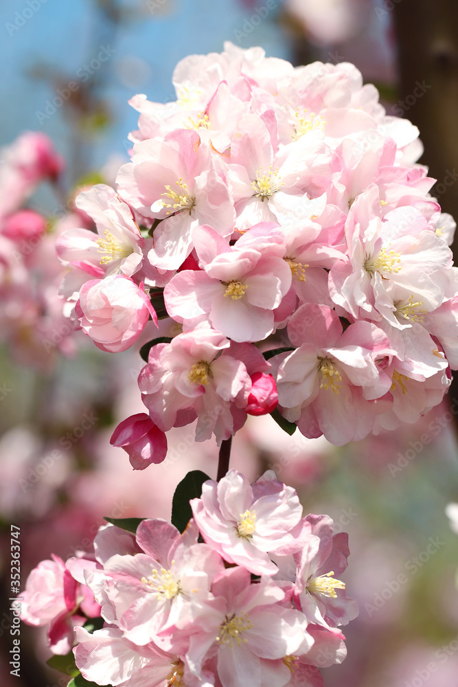 pink crabapple blossoms on blue sky background pink crabapple blossoms on blue sky background