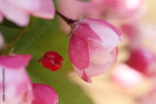 pink crabapple blossoms
