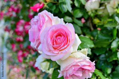 光を浴びて輝く淡いピンクのバラ