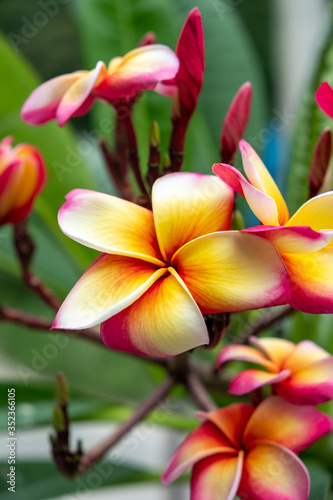 Fangipani flower