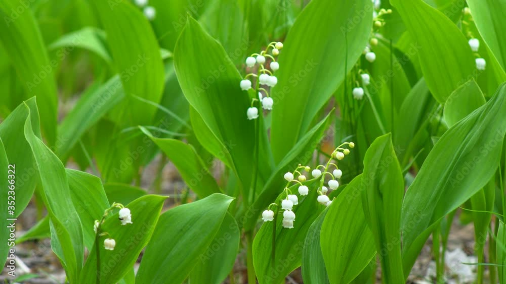 Blossoming flowers of lily of the valley swaying in the light wind outdoors in summer garden. 4K resolution video macro shot.