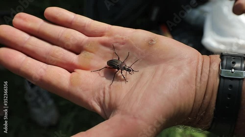 Ground beetle Carabus ullrichi held in human hand photo