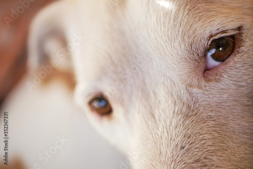 White dog's eyes close up
