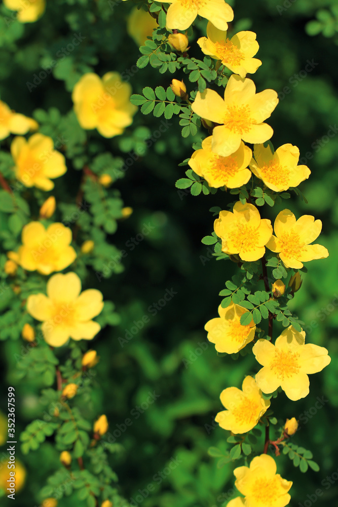 yellow wild rose flowers on a green background yellow wild rose flowers on a green background