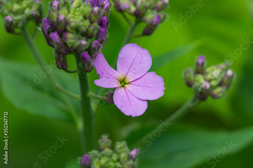 Dame's Rocket Flowers in Springtime photo