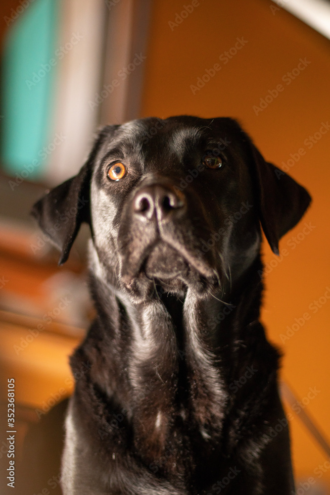 Fototapeta premium black labrador puppy