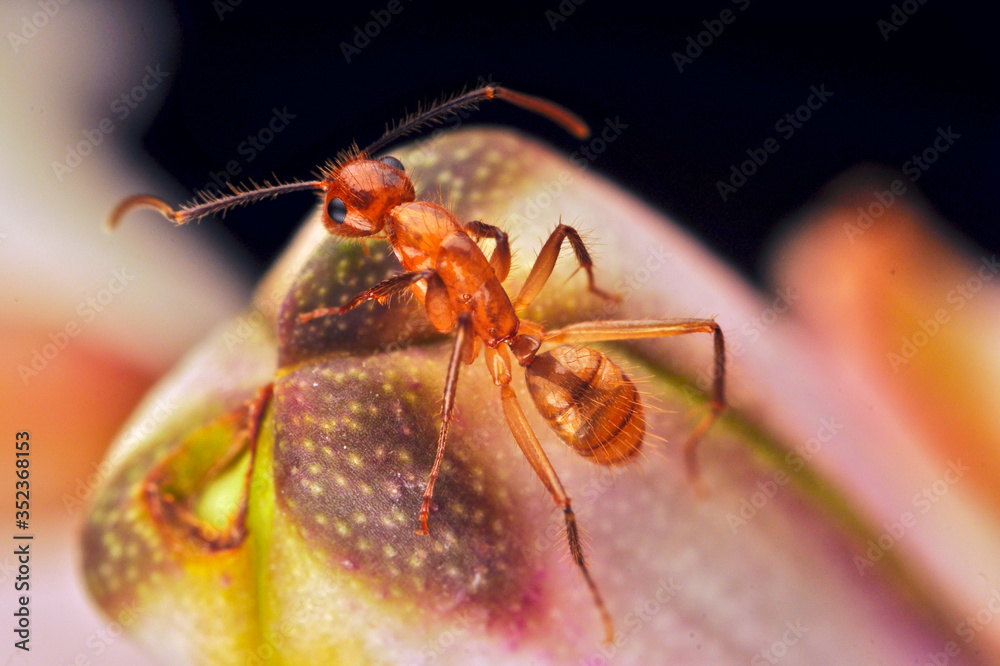 Hormiga roja sobre capullo de la orquídea Myrmecophila christinae, planta endémica de la Península de Yucatán, México.
