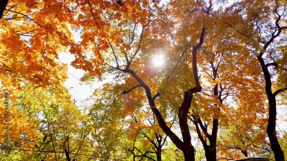 The sun shines through the bright orange leaves of a maple tree in an autumn Park The sun shines through the bright orange leaves of a maple tree in an autumn Park