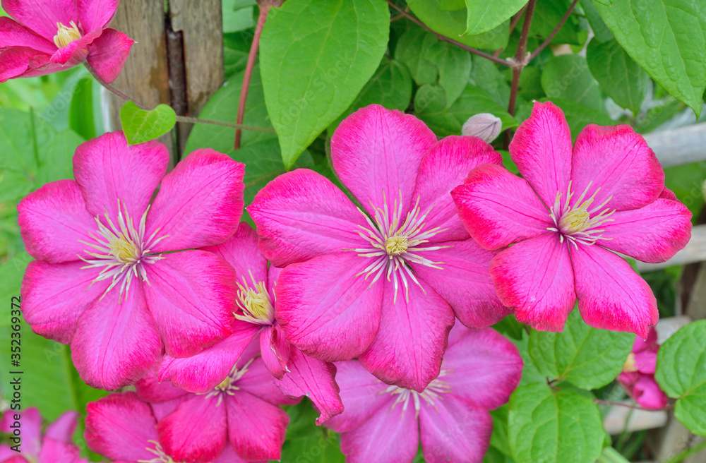 Flowers clematis 3 Flowers clematis 3