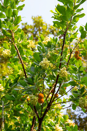 Pieris japonica, species of beautiful flowering shrubs in the family Ericaceae. popular ornamental garden plant