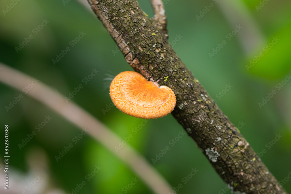 Hexagonal Pored Polypore in Springtime Hexagonal Pored Polypore in Springtime