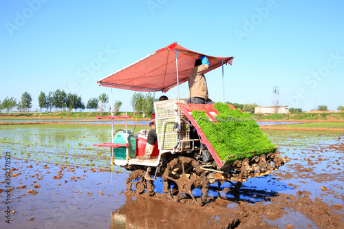 Farmers planting rice in field by using rice planting machine.
