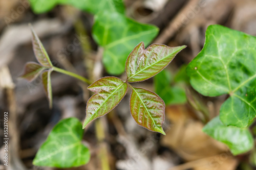 Poison Ivy Leaves in Springtime photo