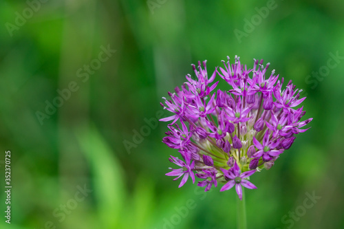 Giant Purple Onion Flowers in Springtime