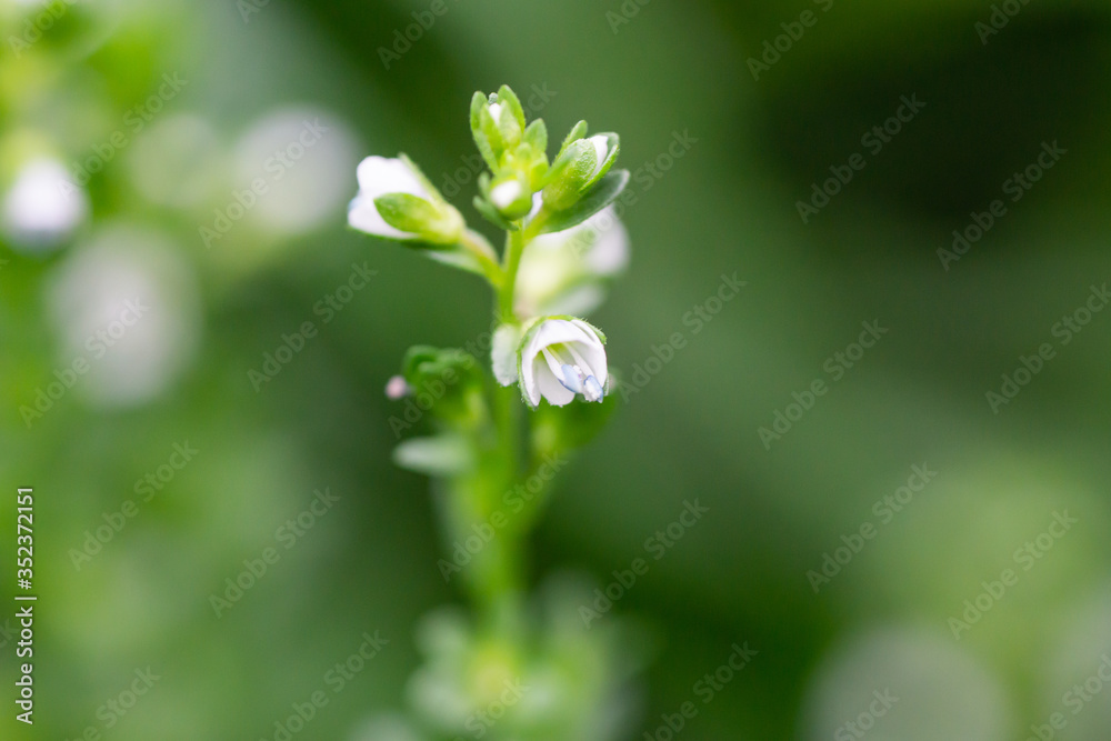 Thyme Leaved Speedwell Flowers in Bloom