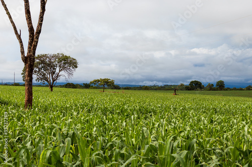 Plantação de Sorgo para ração.