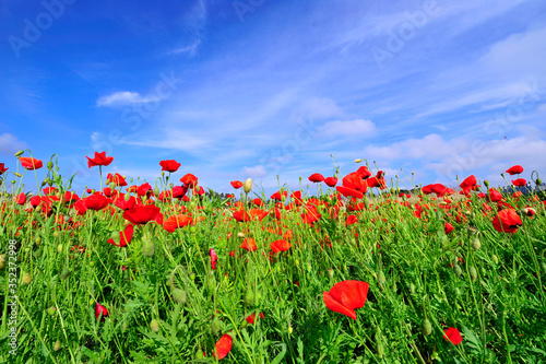 field of red poppies