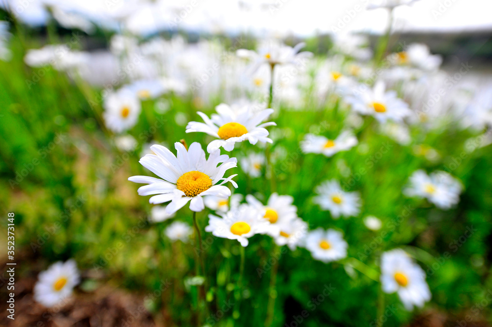 field of daisies field of daisies
