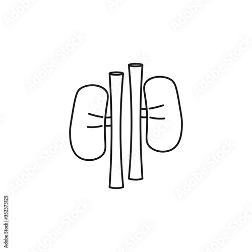 Kidneys iconline icon. Kidney isolated line icon photo