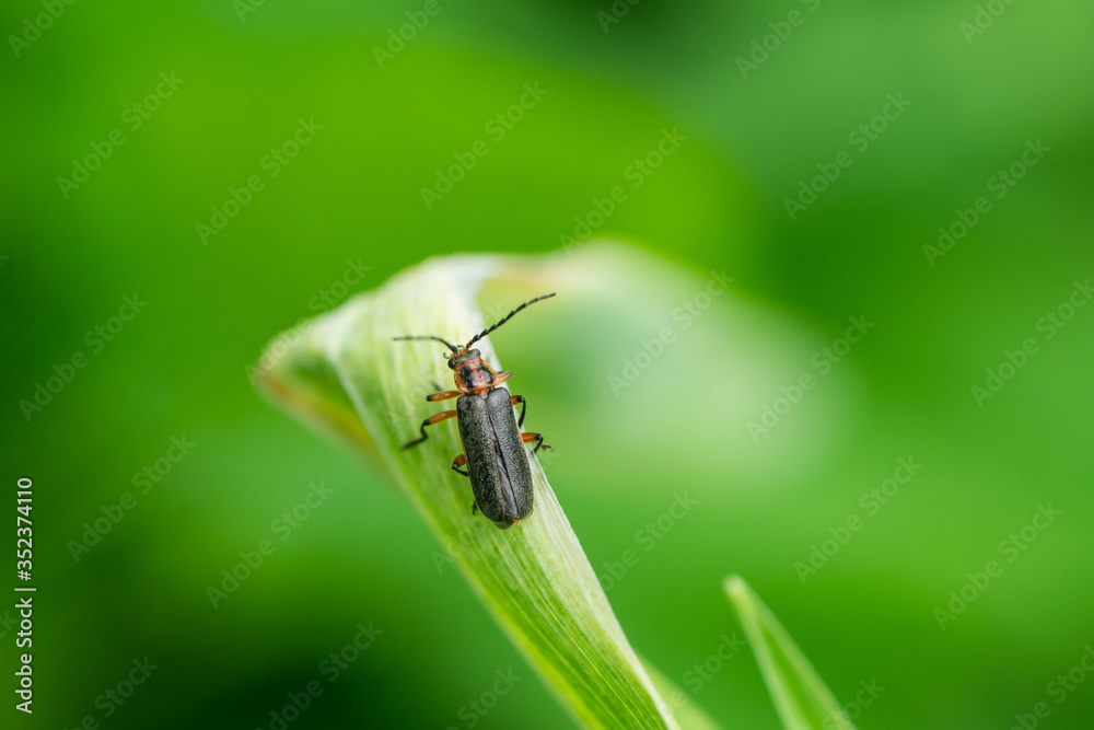 Naklejka premium Two Lined Leatherwing Beetle in Springtime