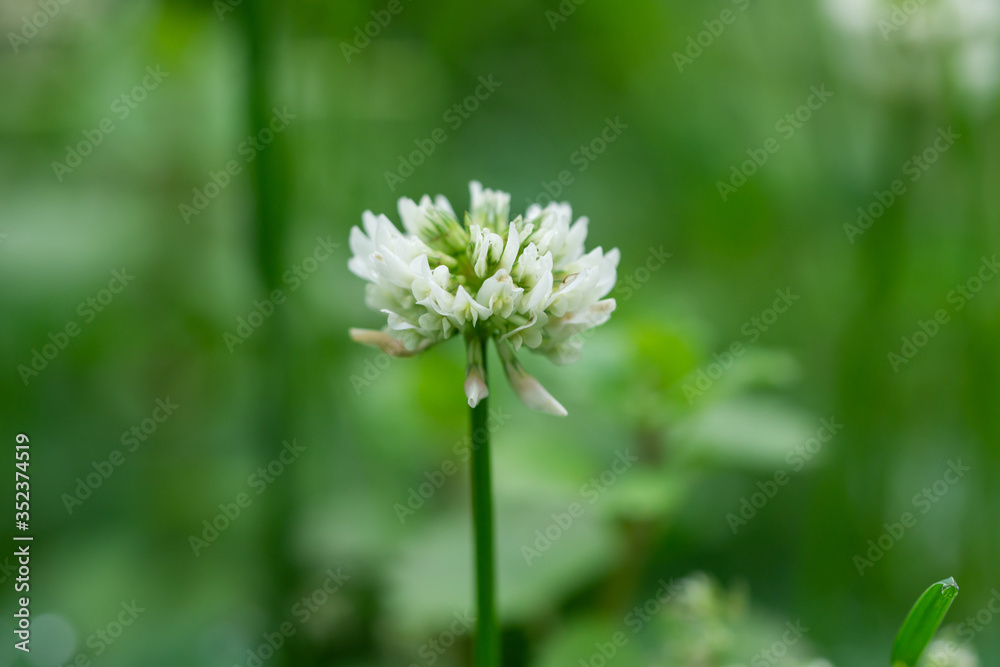White Clover Flowers in Bloom in Springtime White Clover Flowers in Bloom in Springtime