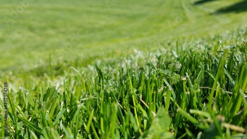 Freshly cut lawn grass in a park field