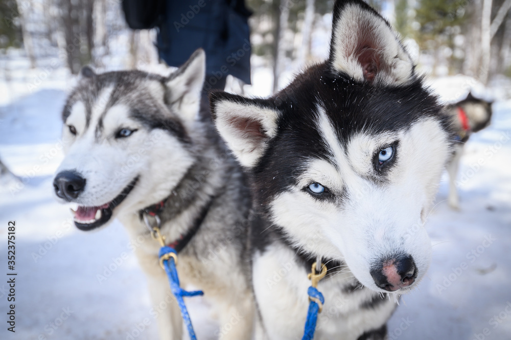 Close-up of Siberian Husky dogs in winter season of Siberia, Russia. Siberian Husky is a working dog breed for sled-pulling, guarding etc.