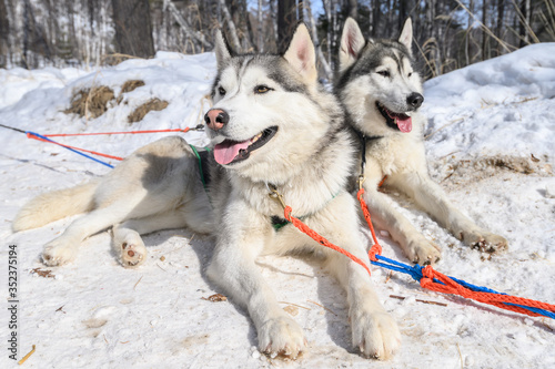 Close-up of Siberian Husky dogs in winter season of Siberia, Russia. Siberian Husky is a working dog breed for sled-pulling, guarding etc.
