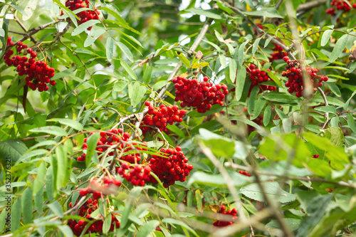 Rowan berries on a green background