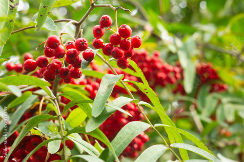 Rowan berries on a green background