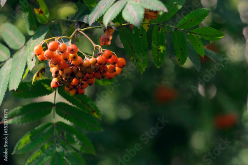Rowan berries on a green background