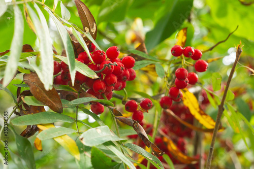 Rowan berries on a green background