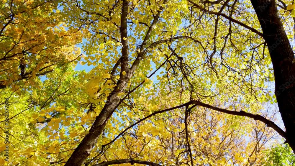 Autumn leaf fall in the city Park, leaves fall on the path of the Park strewn with yellow leaves Autumn leaf fall in the city Park, leaves fall on the path of the Park strewn with yellow leaves