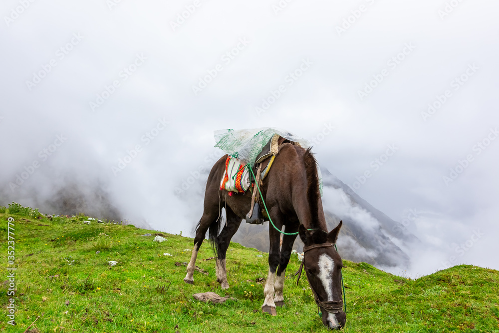 Salkantay Trekking in Peru, South America Salkantay Trekking in Peru, South America